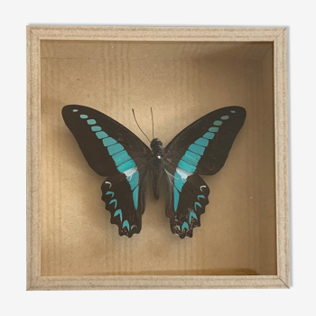 Papillon naturalisé sous verre 10x10cm