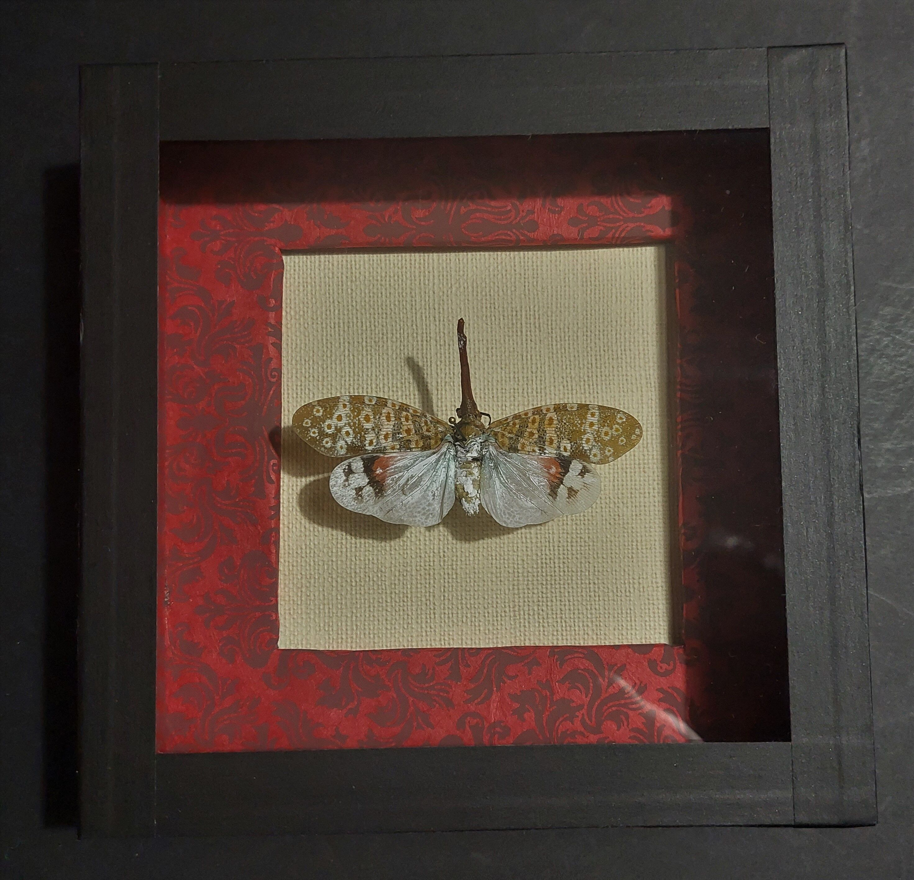 Entomology framework insect pyrops oculatus