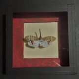 Entomology framework insect pyrops oculatus