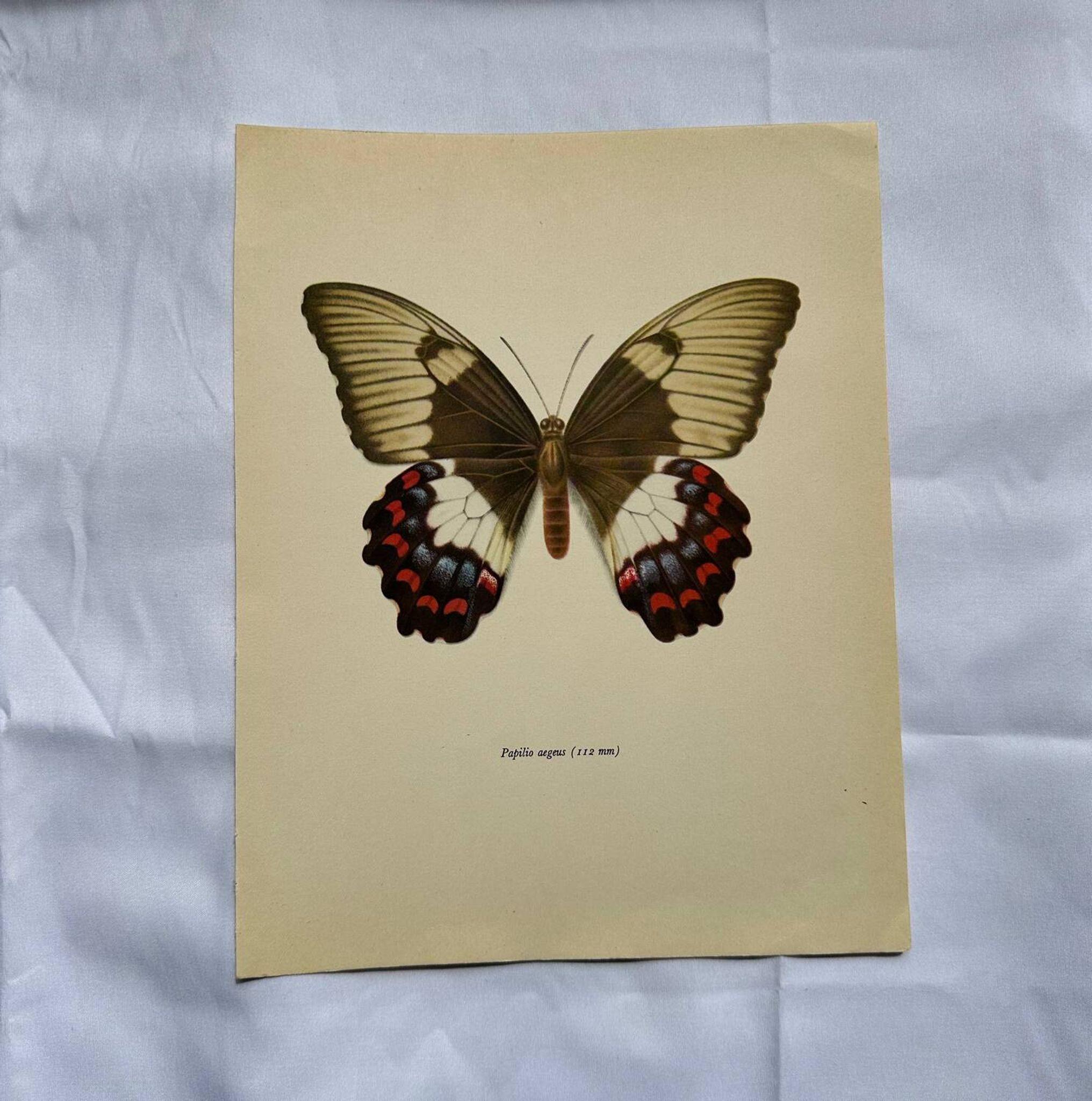 Old butterfly engraving vintage botanical plate etching naturalistic