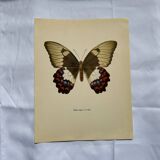 Antique butterfly engraving vintage botanical plate naturalist etching