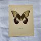 Old butterfly engraving vintage botanical plate etching naturalistic