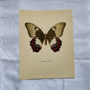 Old butterfly engraving vintage botanical plate etching naturalistic