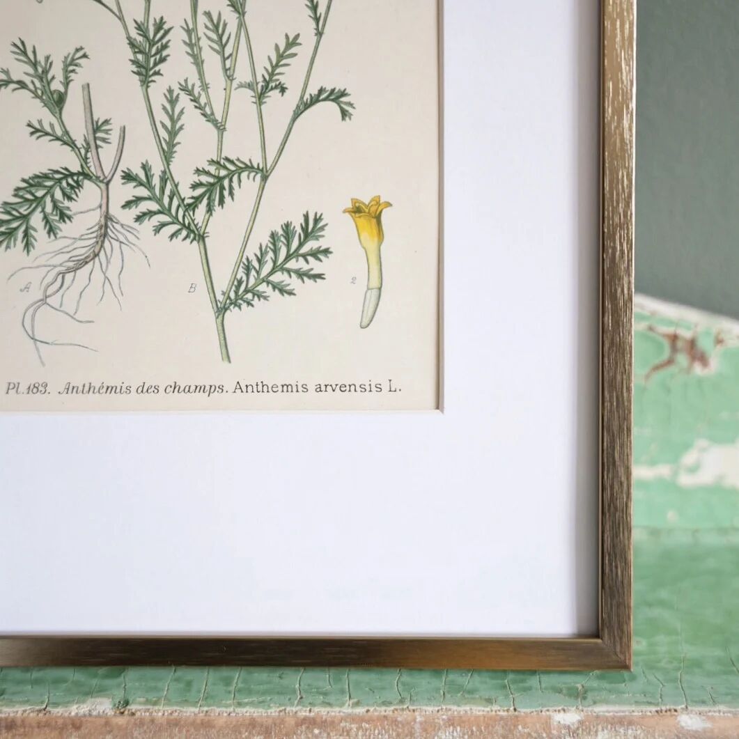 Framed botany of field chamomile