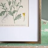 Framed botany of field chamomile