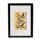 Original ornithological plate " Pelican - Cormorant - &c... Buffon (1837)