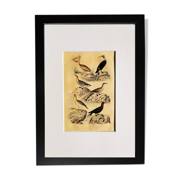 Original ornithological plate " Pelican - Cormorant - &c... Buffon (1837)