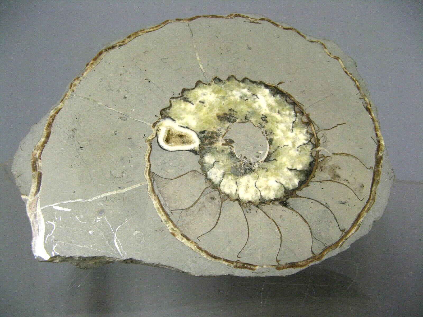 Minerals collection - polished fossil ammonite - 2,215 kg