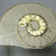 Minerals collection - polished fossil ammonite - 2,215 kg