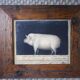 6 oleograph painting Brokkpace Cows Hens Pigs