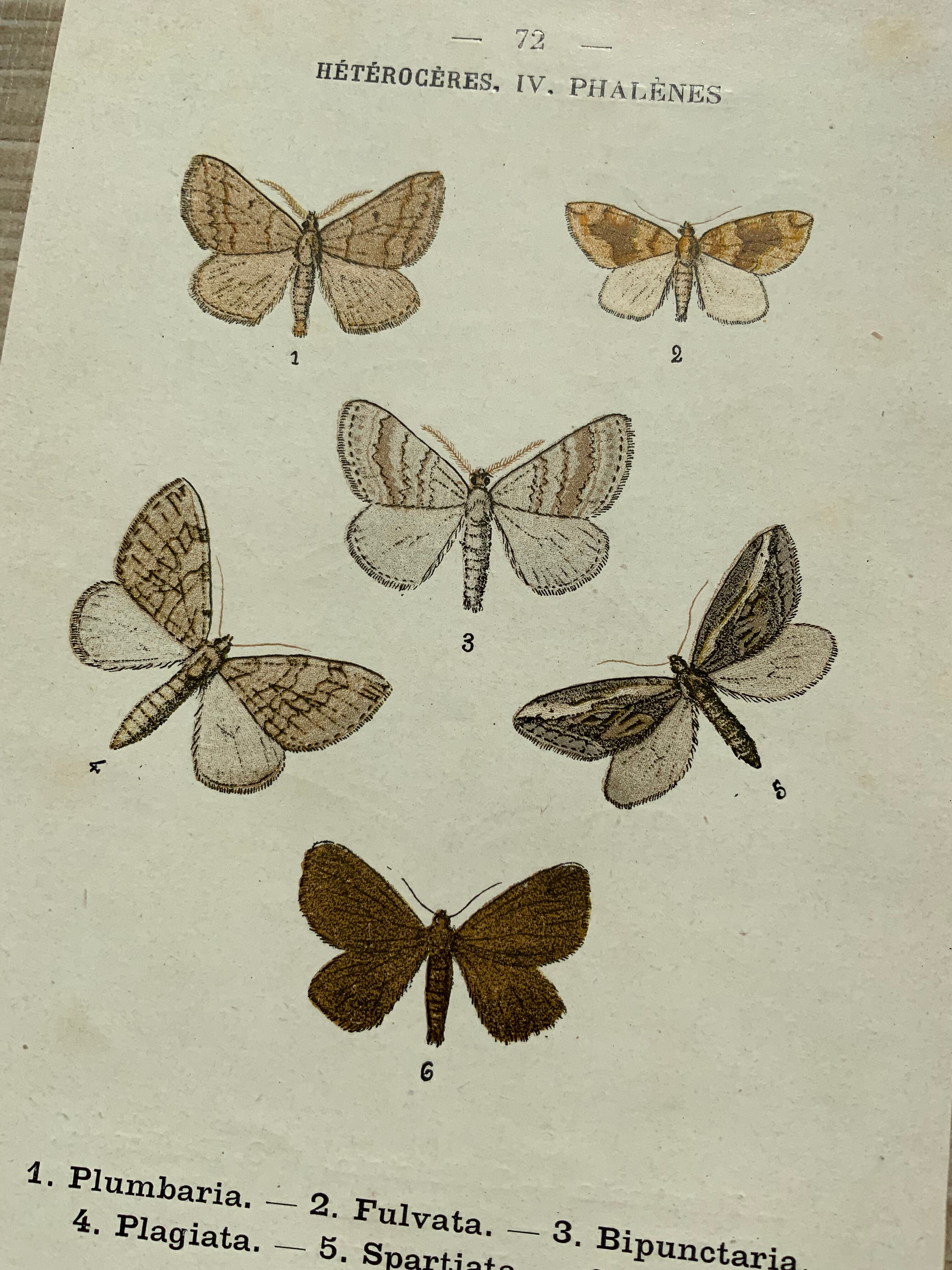 Vintage botanical plate antique butterfly engraving 1903 double-sided G. Denise