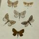 Vintage botanical plate antique butterfly engraving 1903 double-sided G. Denise