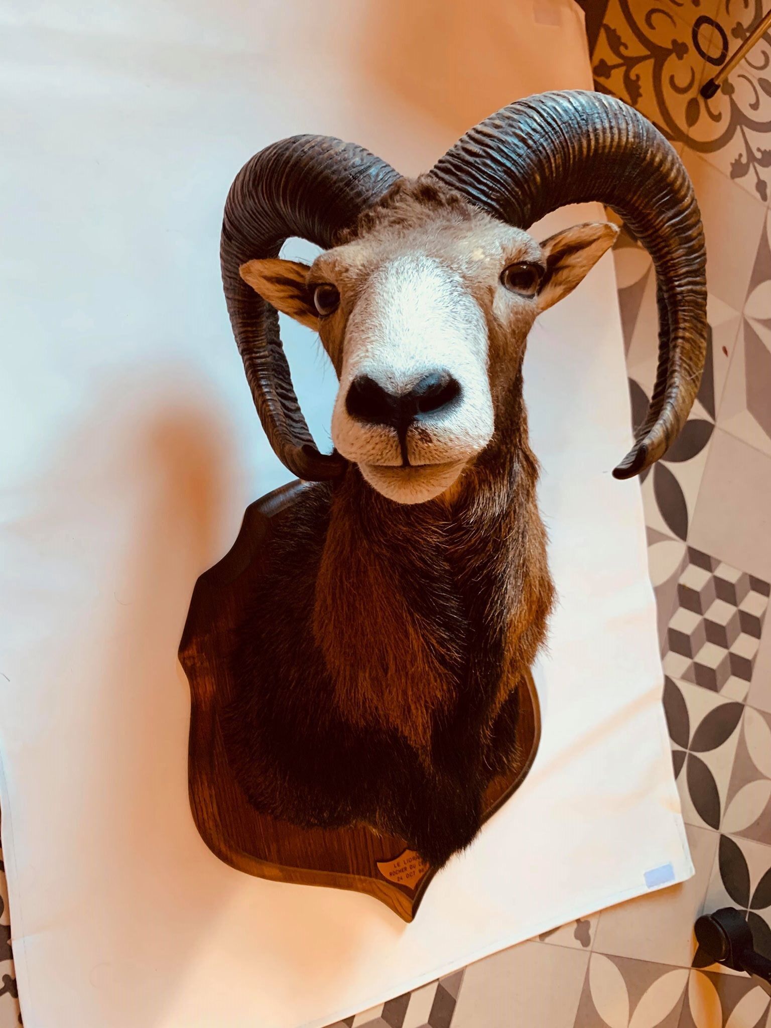 Mouflon empaillé chassé au Rocher du Cerf, Lioran 1998  Selency