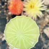 Art Deco lamp in uraline