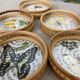 Butterfly coasters
