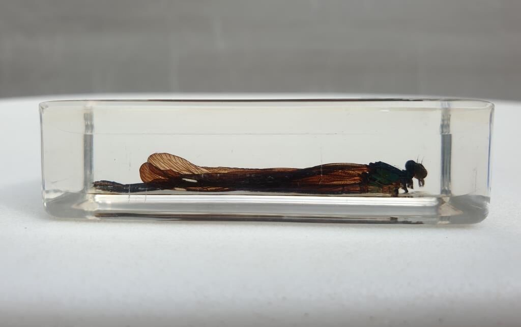 Insect under resin the Demoiselle d'Inde