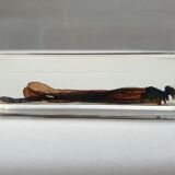 Insect under resin the Demoiselle d'Inde