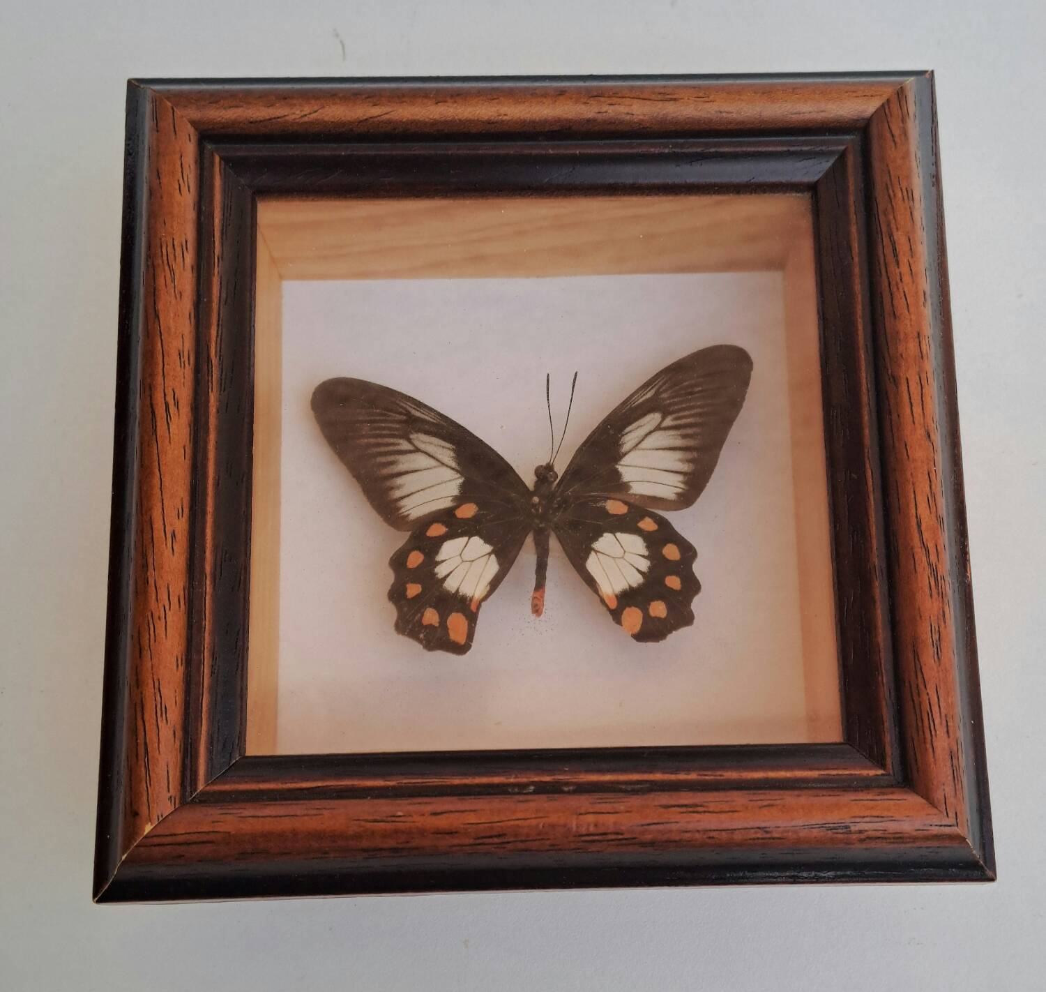 Butterfly under glass