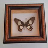 Butterfly under glass