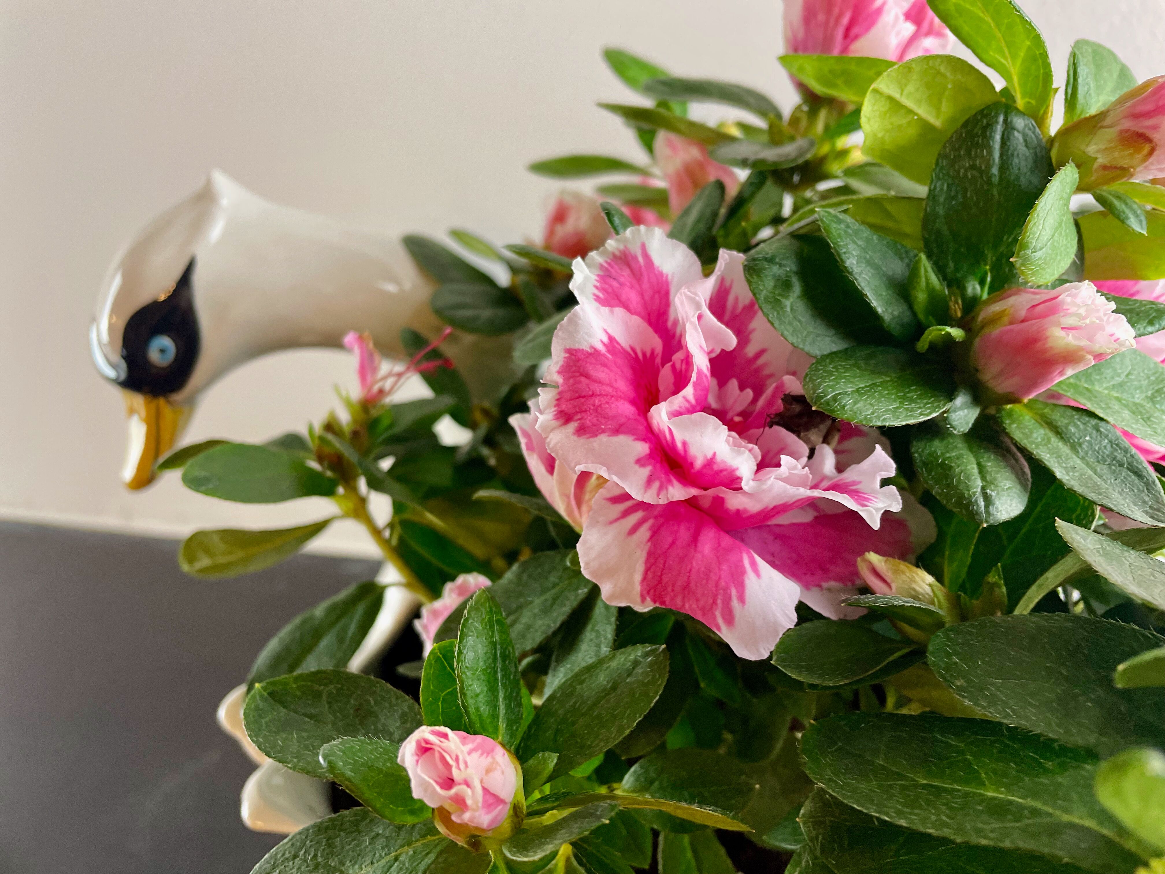 Swan ceramic planter from Bassano, Italy, circa 1970