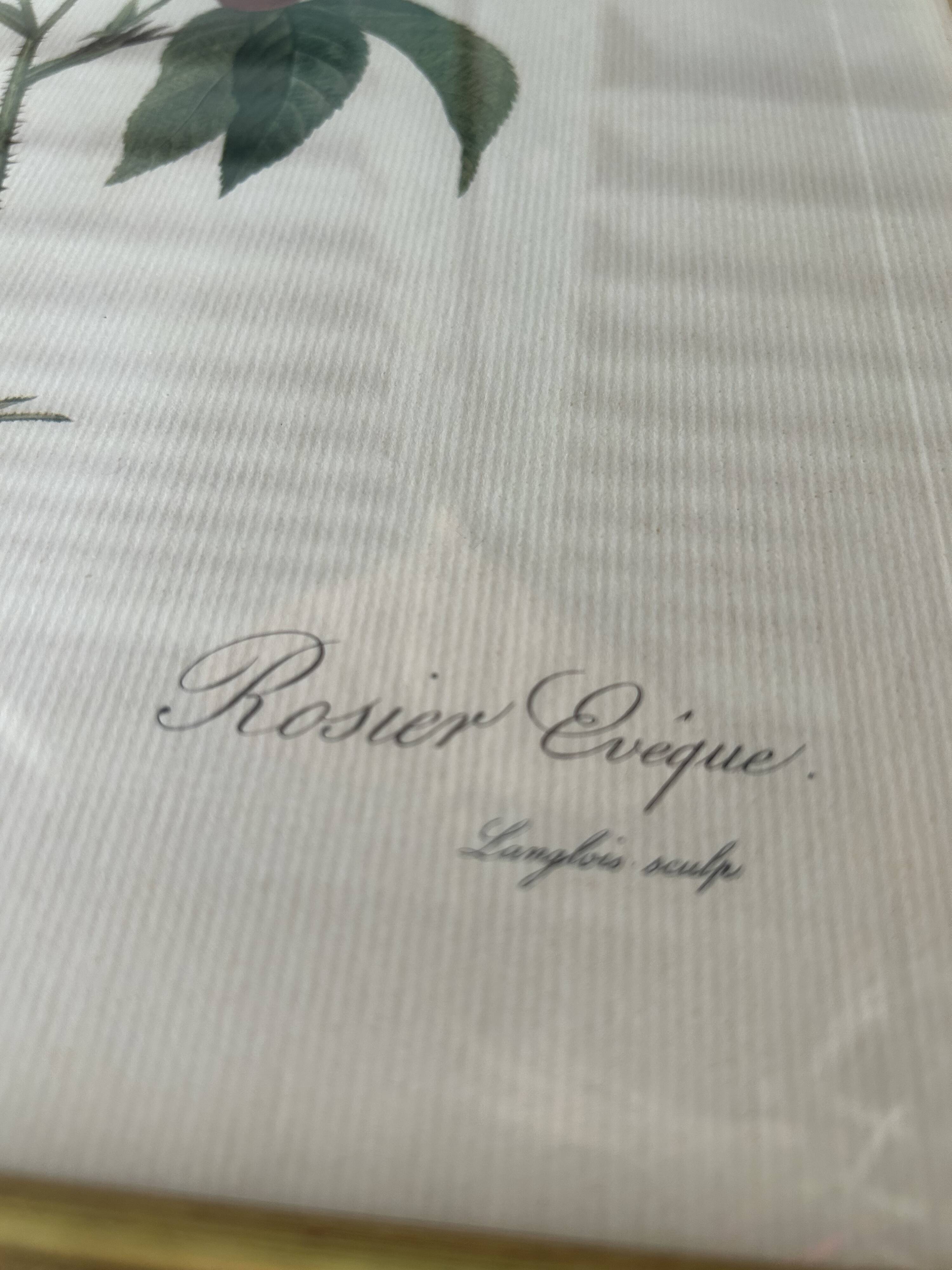 Paire de gravures Redouté