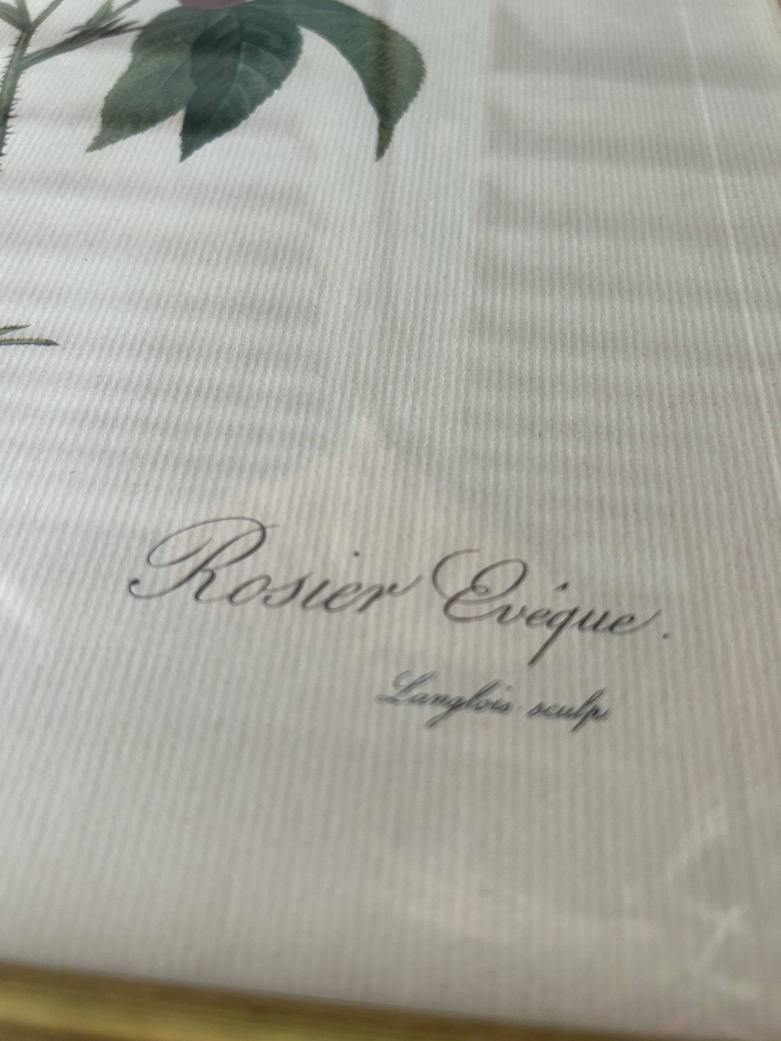 Paire de gravures Redouté
