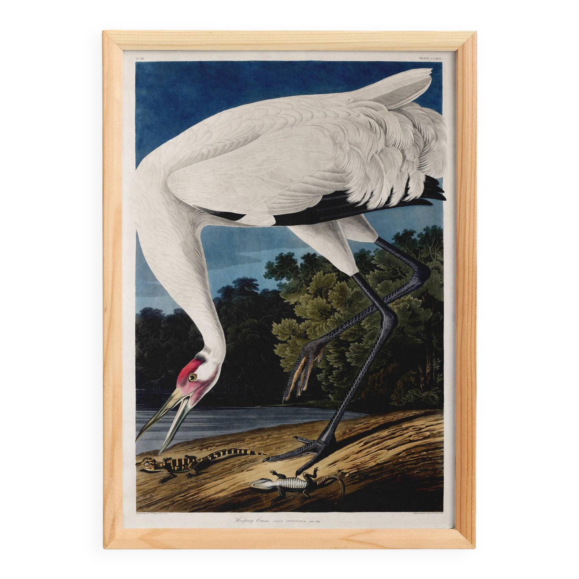 Poster about the Whooping Crane in America, after an old engraving from 182