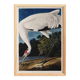 Affiche sur la Grue blanche d’Amérique, d’après une gravure ancienne de 182