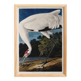 Poster about the Whooping Crane in America, after an old engraving from 182
