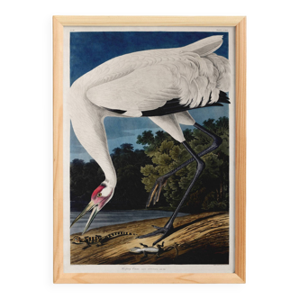 Poster about the Whooping Crane in America, after an old engraving from 182