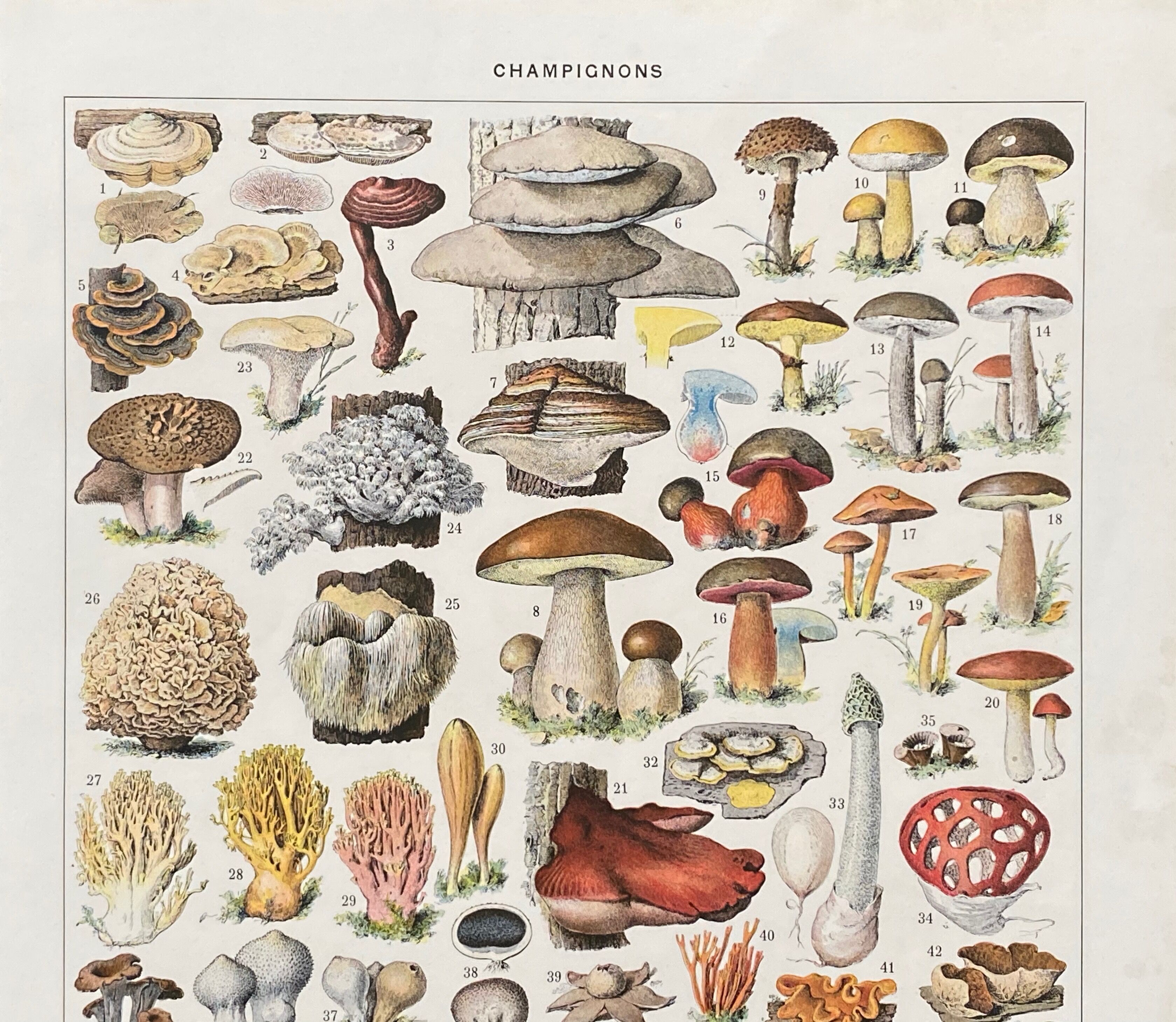 Old illustration Millot "Mushrooms"