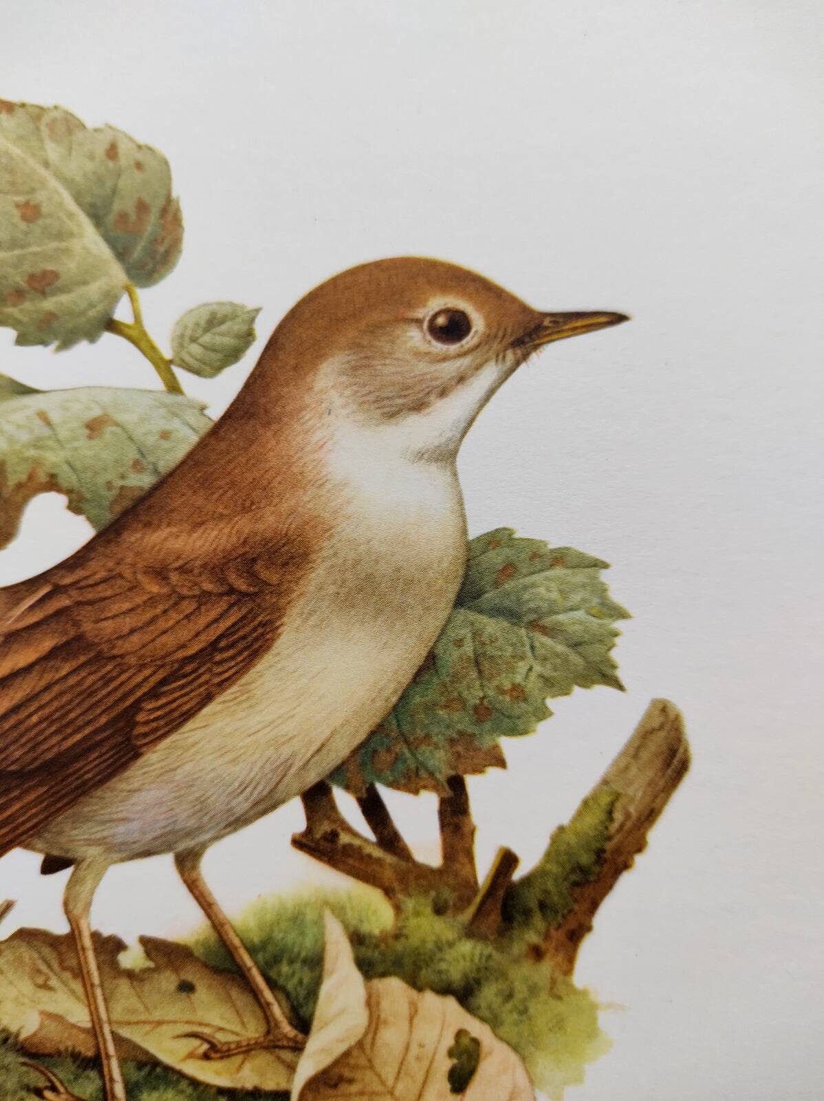 Bird illustration 60s - Nightingale Philomele - vintage zoological and ornithological board