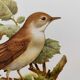 Bird illustration 60s - Nightingale Philomele - vintage zoological and ornithological board