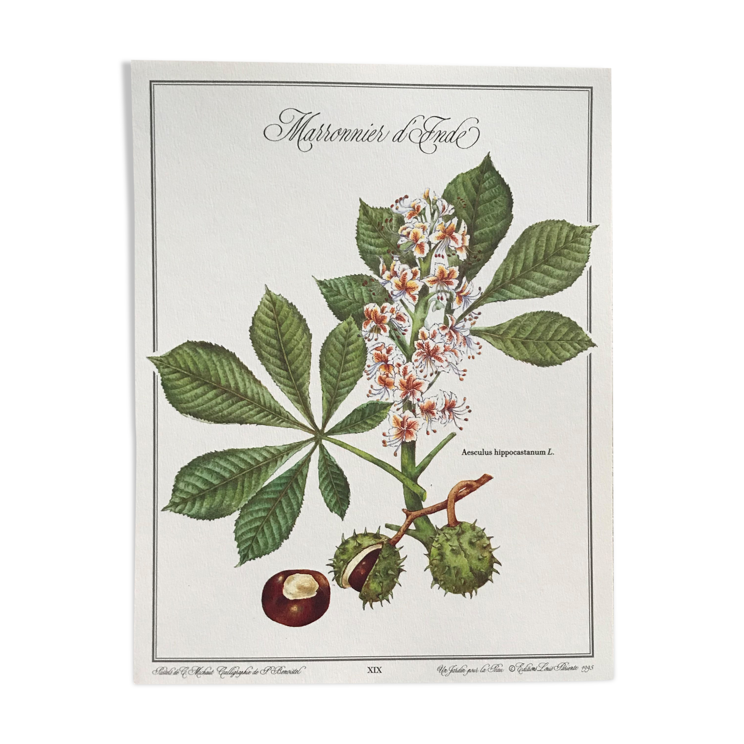 Botanical plank the Marronnier of India