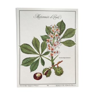 Planche botanique le Marronnier d'Inde
