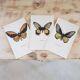 Planches de papillons (lot de 3)