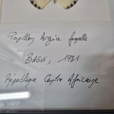 Papillon naturalisé Argia
