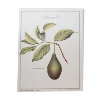 Planche botanique Avocatier
