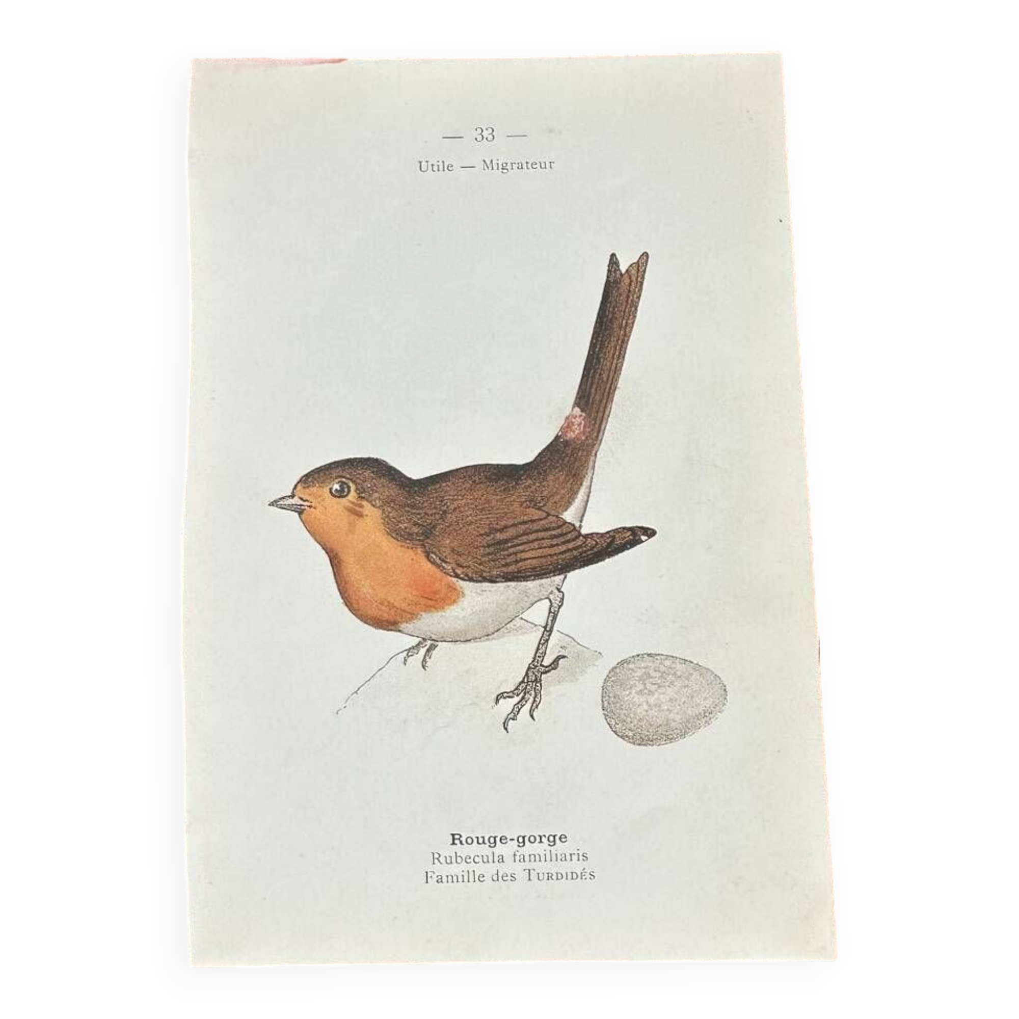 Botanical board old naturalist engraving birds double-sided