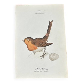 Planche botanique gravure naturaliste ancienne oiseaux recto verso