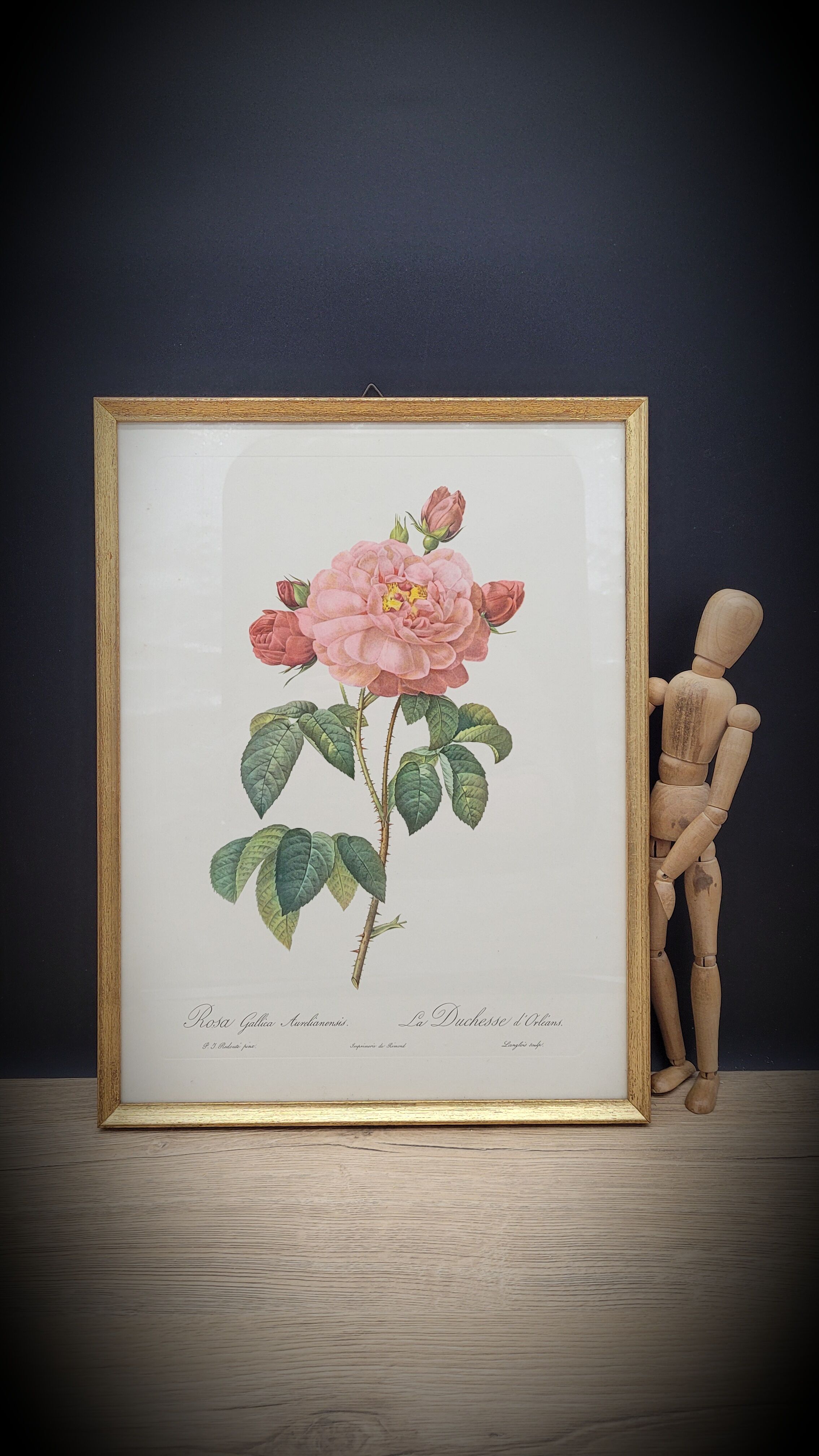 Frame lithograph Rosier Duchesse d'Orléans