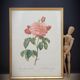 Frame lithograph Rosier Duchesse d'Orléans