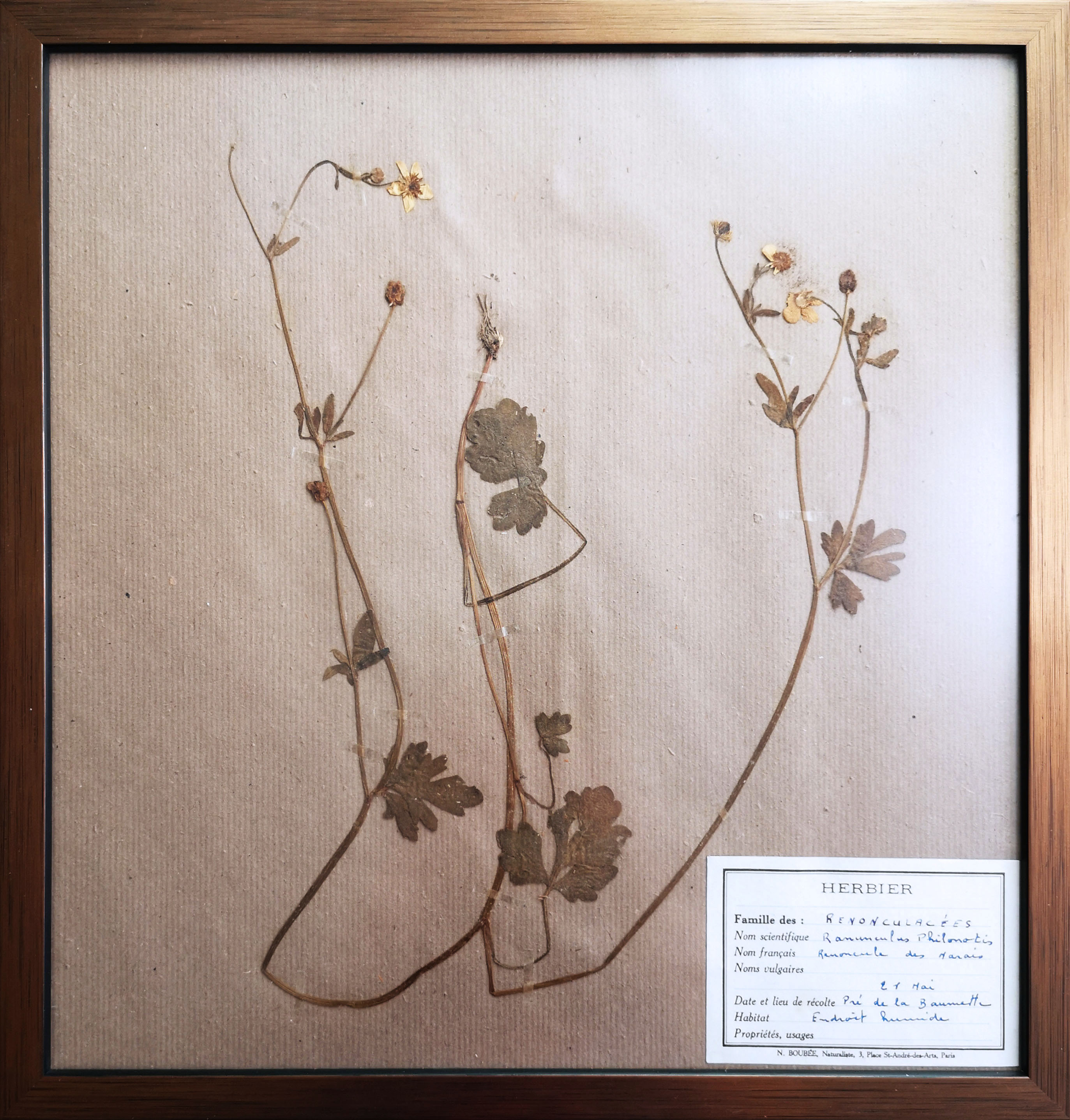 Framed vintage herbariums, decoration, copper frame