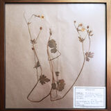 Framed vintage herbariums, decoration, copper frame