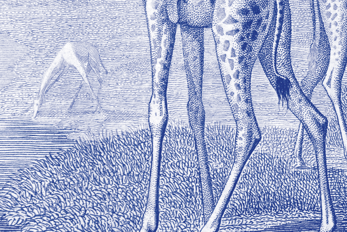 Lithography engraving vintage Buffon giraffe - A3 format