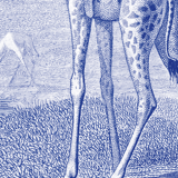 Lithography engraving vintage Buffon giraffe - A3 format