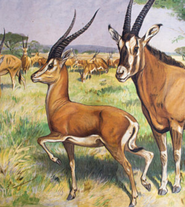 Affiche "Antilope" grille éducatif 1891