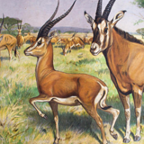 Poster "Antelope" educational grid 1891