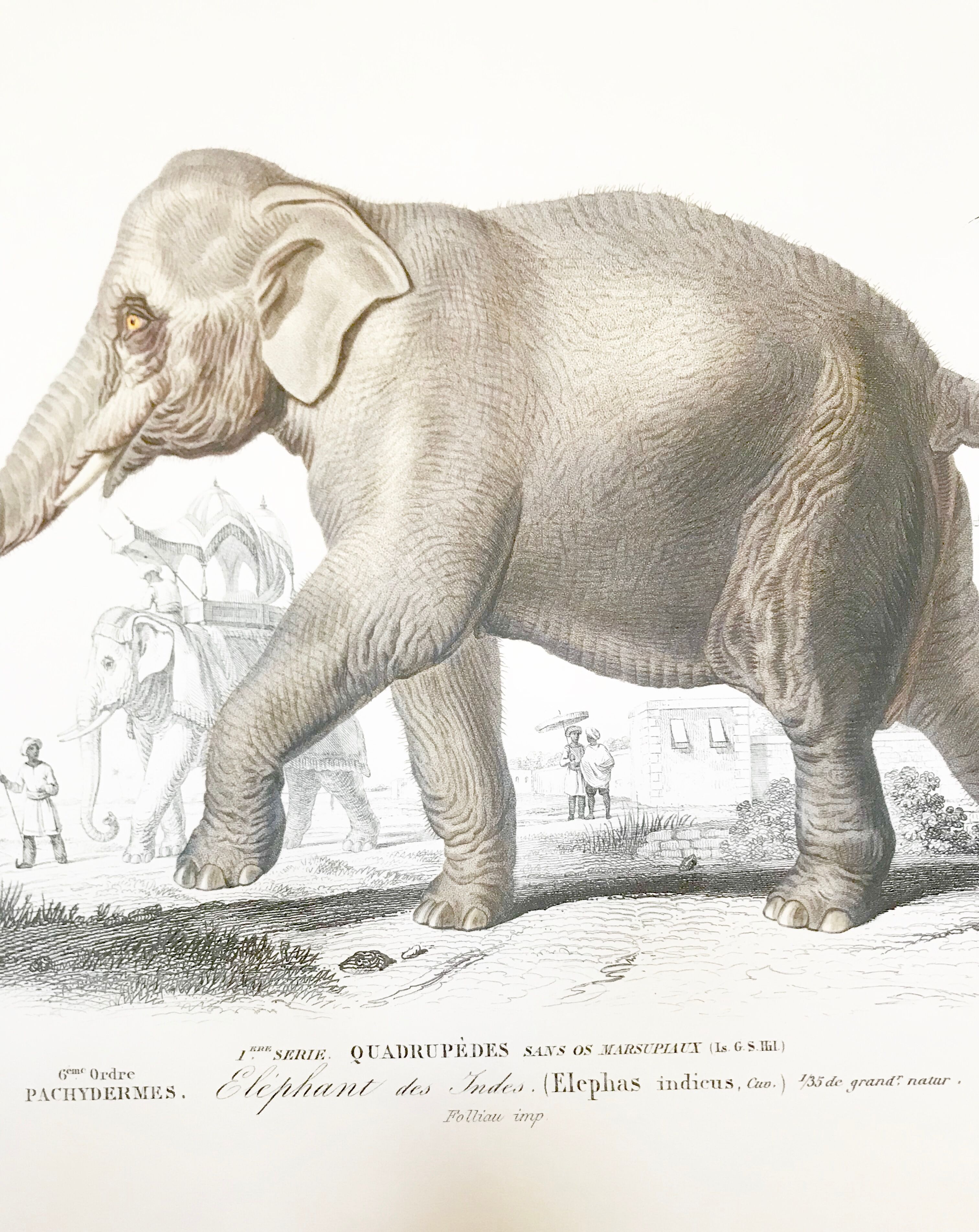 Displayed in colors representative of the Asian elephant