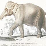 Displayed in colors representative of the Asian elephant